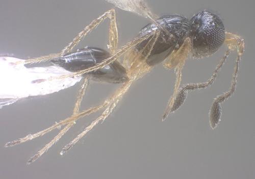 Polynema sp.